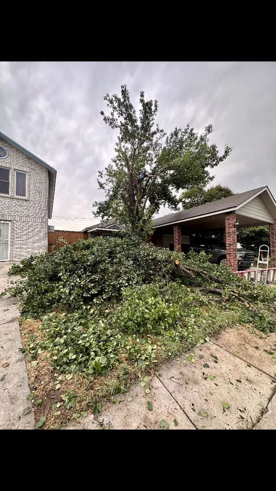 Affordable yard cleanup service in San Antonio, TX - Bumblebee Lawn Service