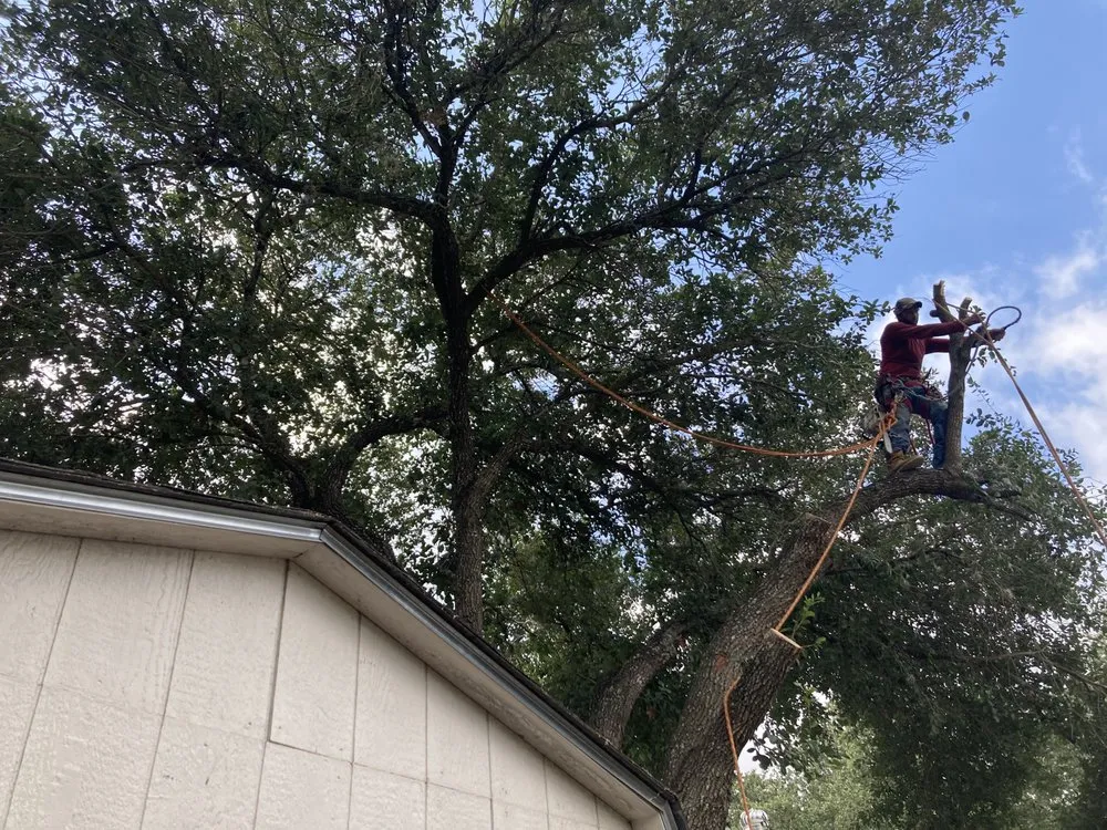 Reliable lawn mowing service experts serving San Antonio, TX - Bumblebee Lawn Service