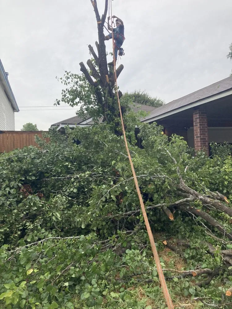 Top-rated landscape installation experts serving San Antonio, TX - Bumblebee Lawn Service