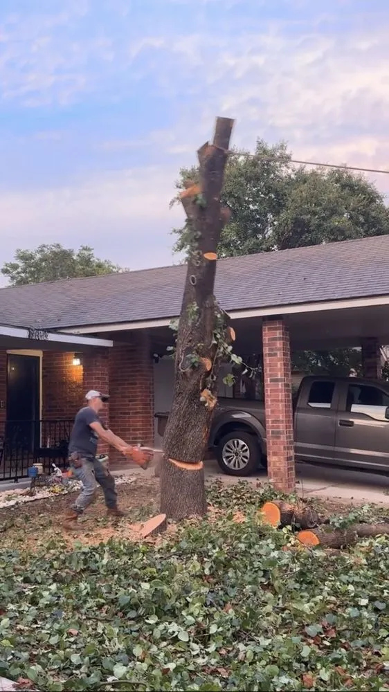 Trusted lawn care service for year-round maintenance across San Antonio, TX - Bumblebee Lawn Service