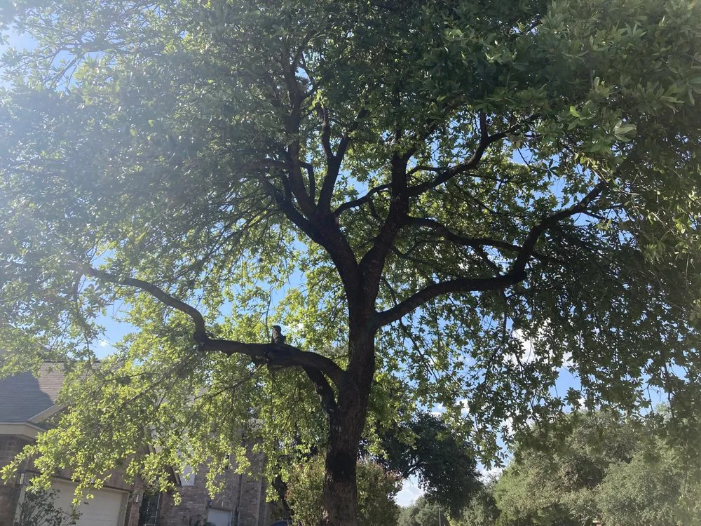 Custom yard cleanup service experts serving San Antonio, TX - Bumblebee Lawn Service