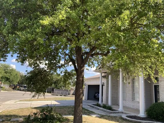 Bumblebee Lawn Service Logo