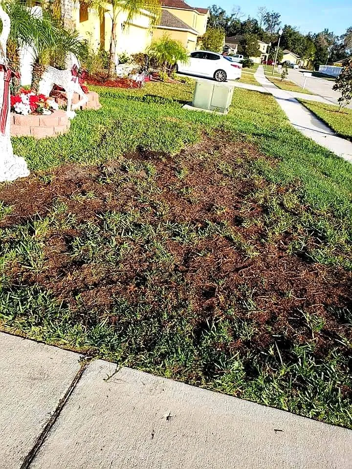 Professional landscape installation experts serving Orlando, FL - Bunny Care Special Services