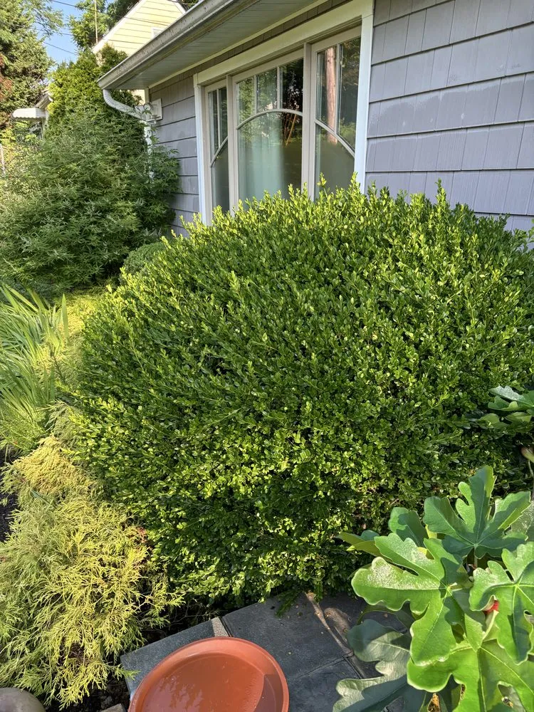 Expert yard cleanup service in White Plains, NY by Bunny Landscaping & Construction