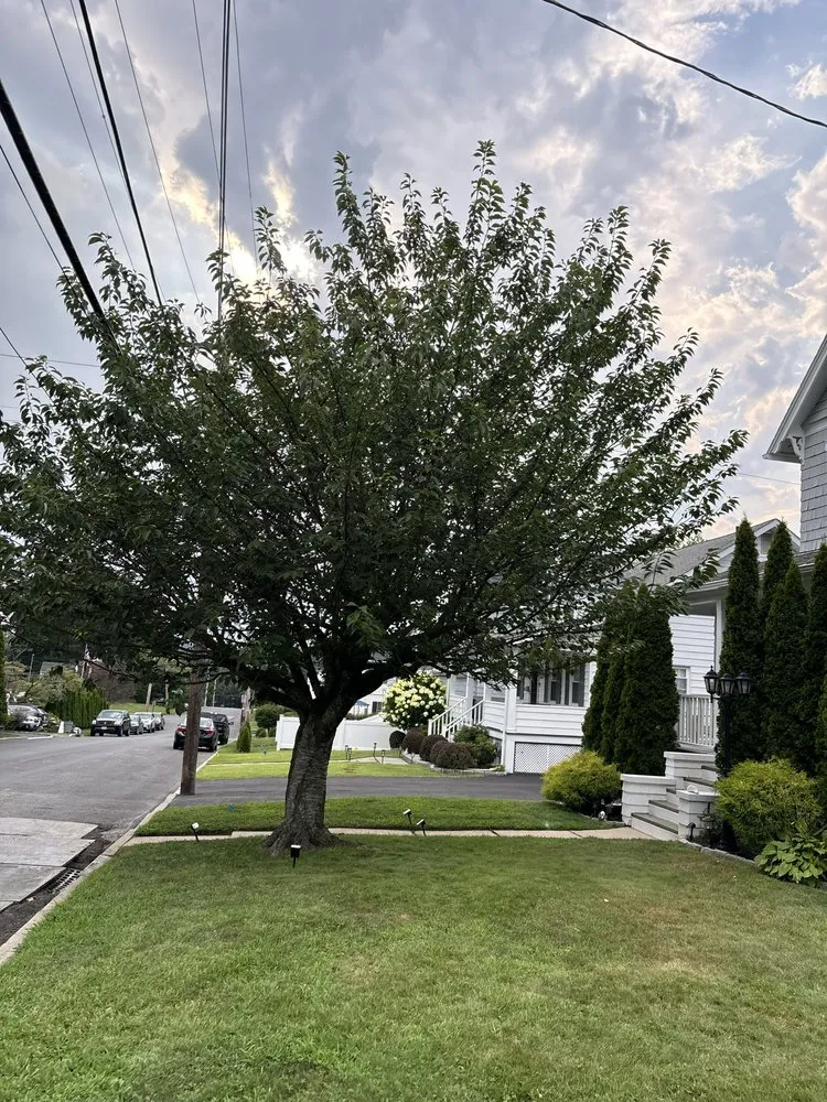 Expert lawn care service in White Plains, NY by Bunny Landscaping & Construction