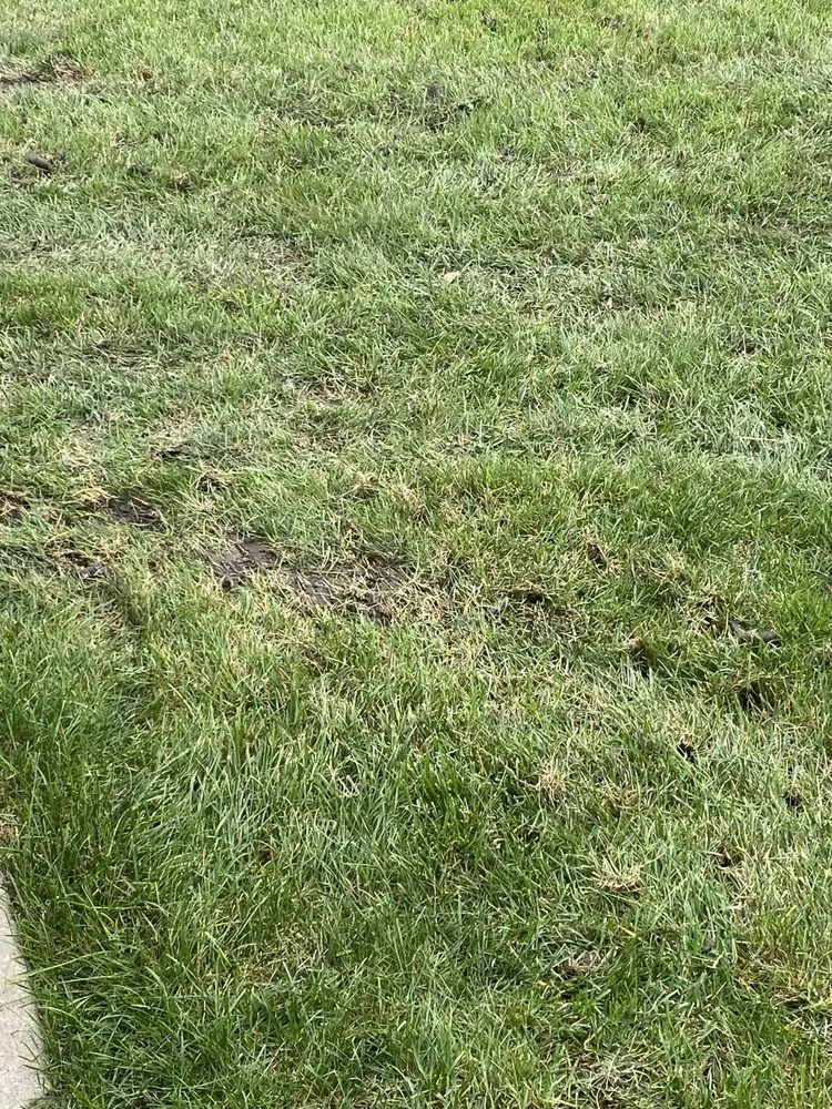 Reliable landscape installation in Maple Park, IL by Bur Oak Group