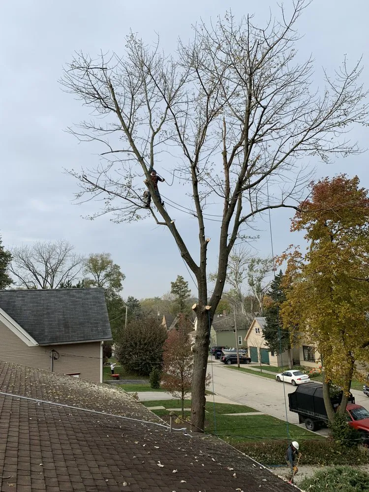 Local residential landscaping experts serving Carpentersville, IL - Bur Oak Tree Service