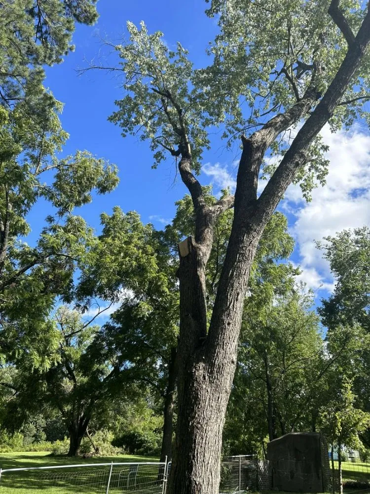 Trusted landscape installation in Reeds Spring, MO - Burall Tree Service