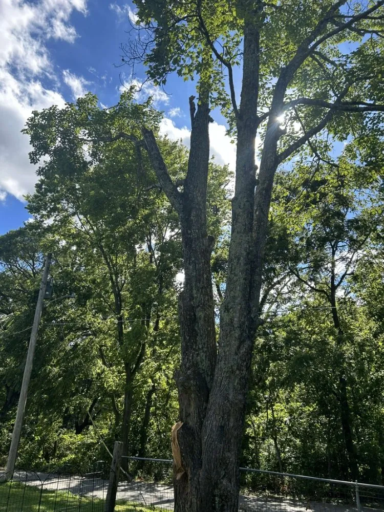 Professional garden landscaping for homes in Reeds Spring, MO by Burall Tree Service