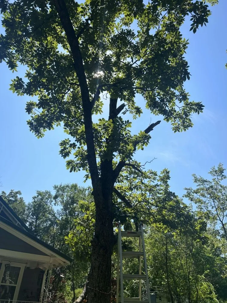 Local landscape installation for outdoor upgrades across Reeds Spring, MO - Burall Tree Service