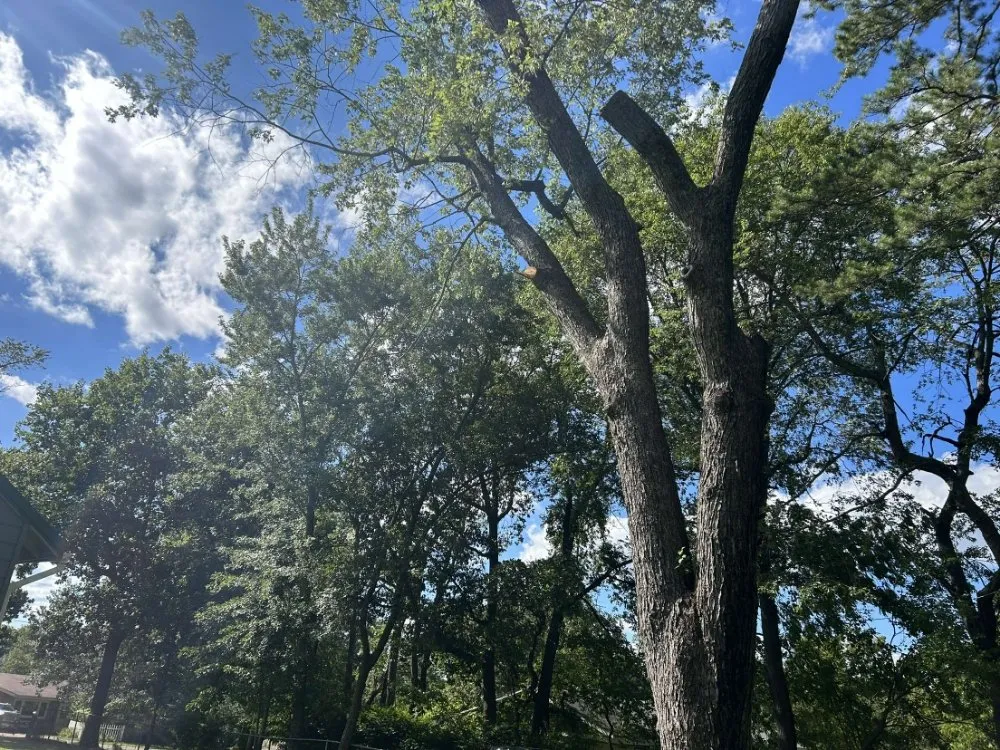 Custom residential landscaping in Reeds Spring, MO - Burall Tree Service