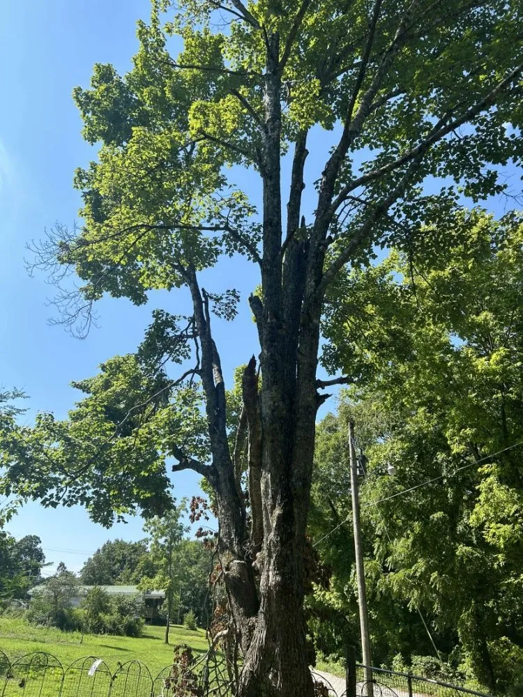 Professional yard cleanup service near you in Reeds Spring, MO by Burall Tree Service
