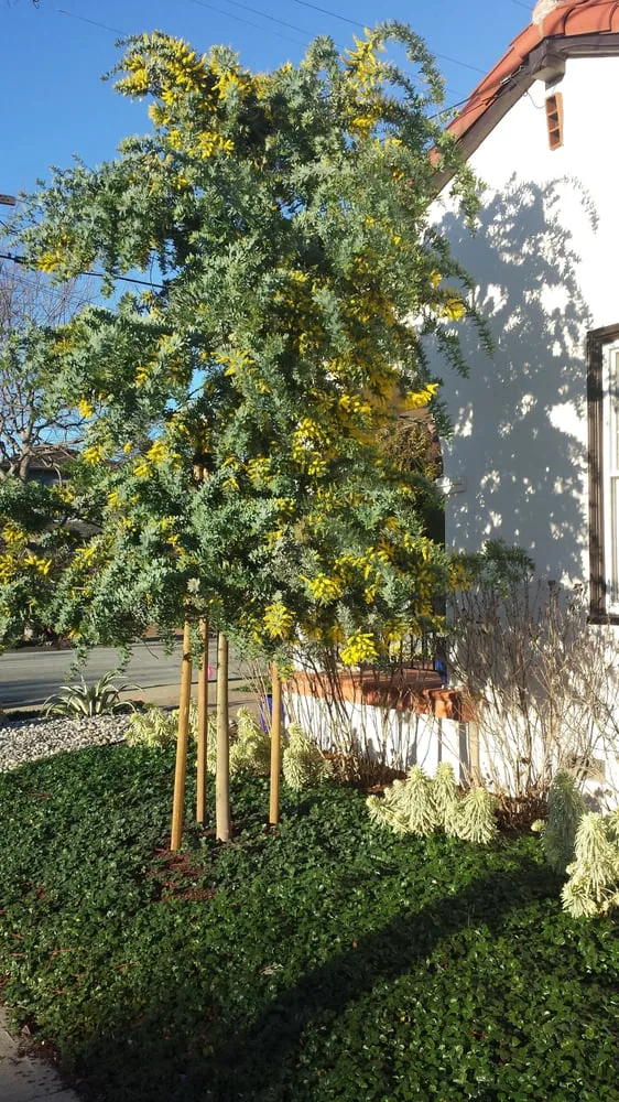 Custom garden landscaping in Castro Valley, CA - Burbank Botanical Landscaping
