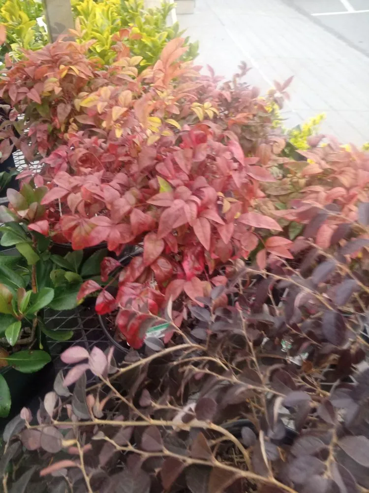 Top-rated yard maintenance experts serving Chapel Hill, NC - Burch Improvement