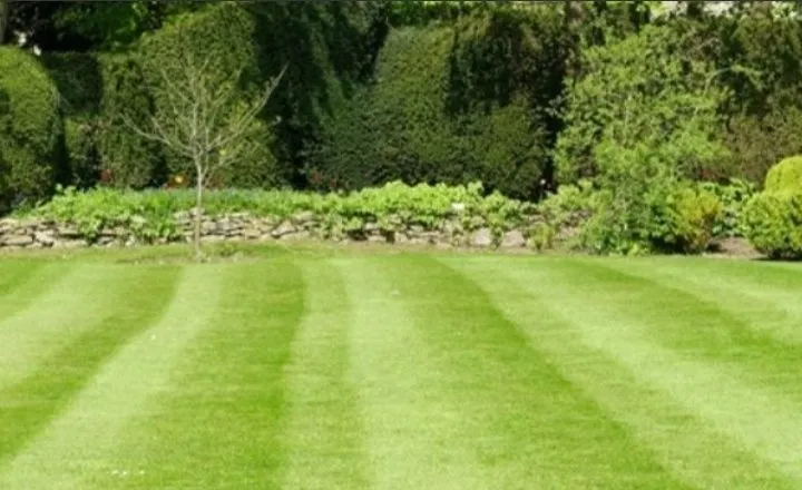 Reliable lawn care service for outdoor upgrades across St. Petersburg, FL - Burgeons Landscaping and Lawn Care