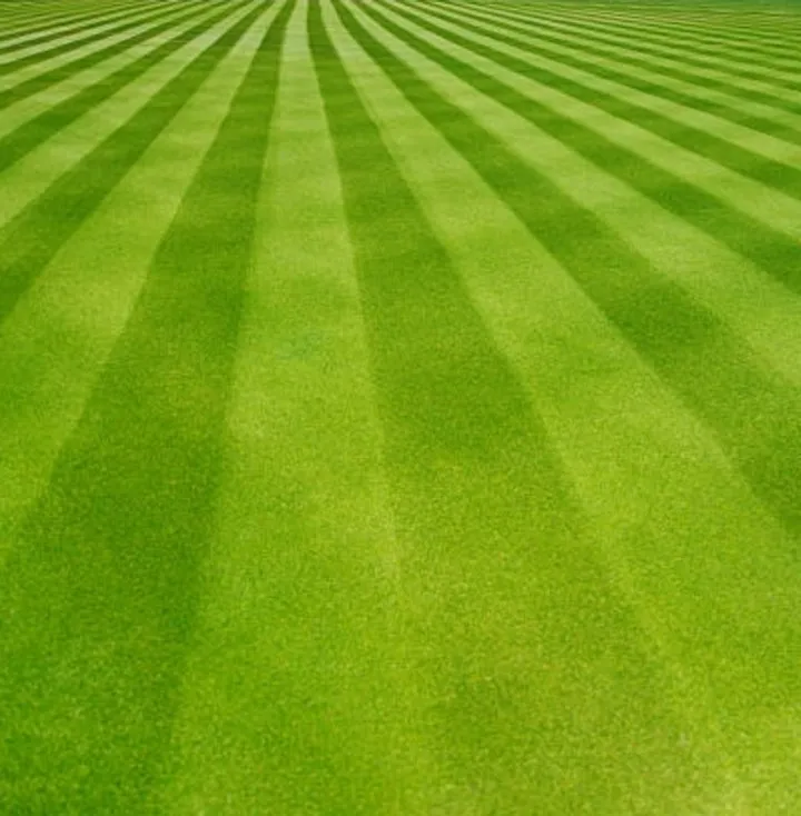 Top-rated lawn care service for outdoor upgrades across St. Petersburg, FL - Burgeons Landscaping and Lawn Care