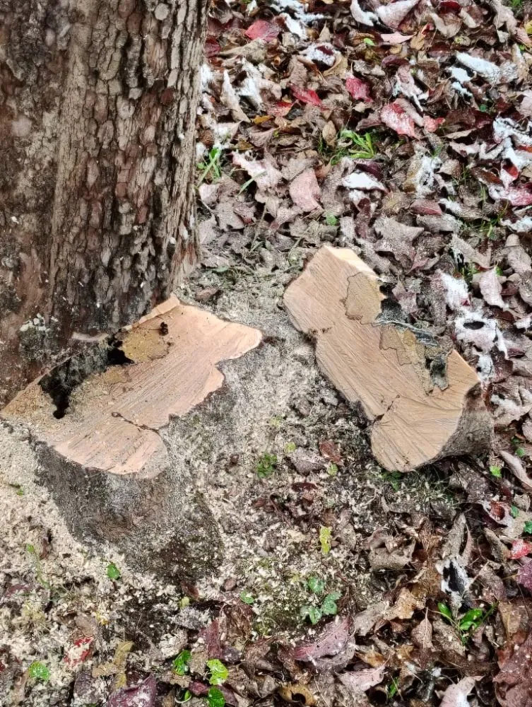 Professional yard cleanup service in Charleston, WV - Burgess Property Solutions