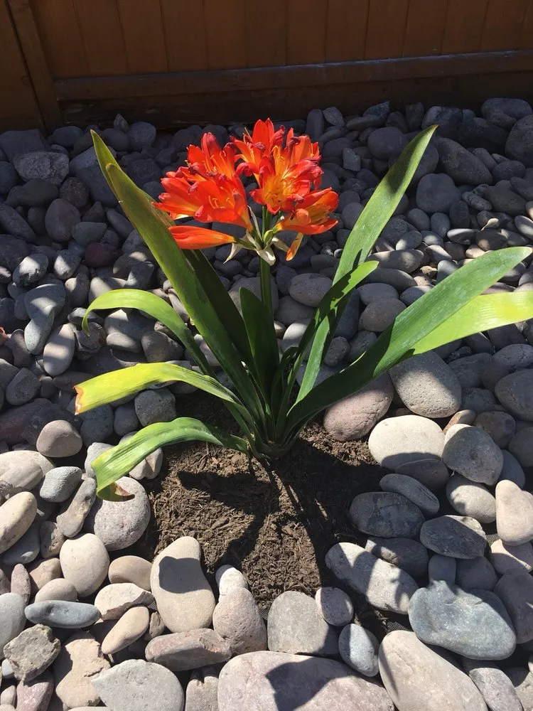 Expert lawn care service with custom design across El Cajon, CA - Burgio Landscape Services