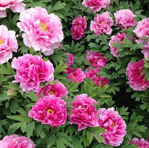 Top-rated residential landscaping in Katy, TX - Burke Landscape Design