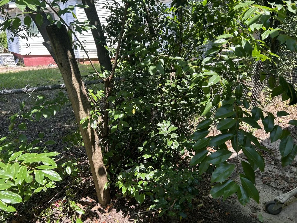 Expert yard cleanup service experts serving Albany, GA - Burke's Lawn Titans