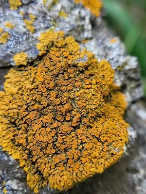 Burkley Landscapes Logo