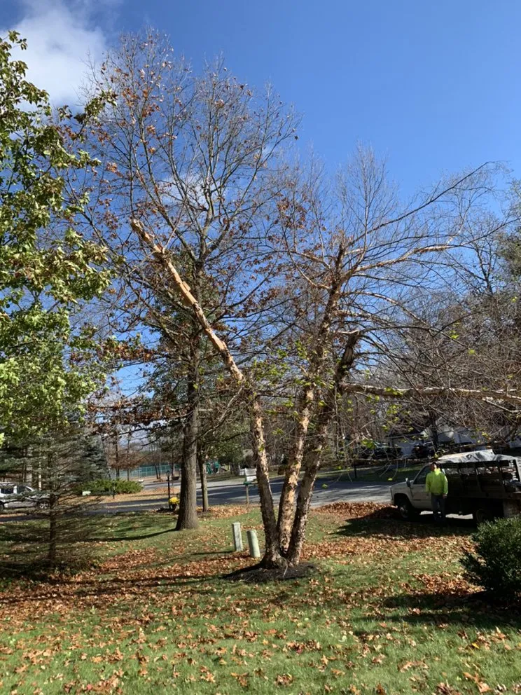 Expert yard cleanup service for year-round maintenance across Petersburg, NY - Burnell And Sons Landscaping & Tree Removal