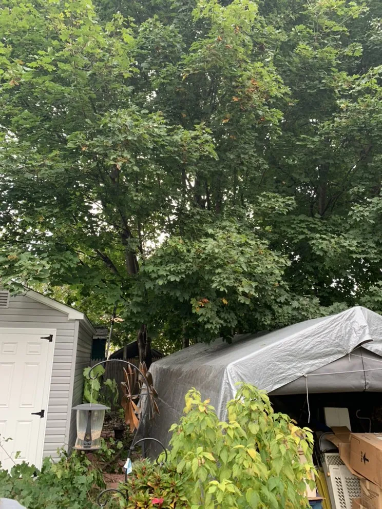 Expert lawn care service for homes across Petersburg, NY - Burnell And Sons Landscaping & Tree Removal