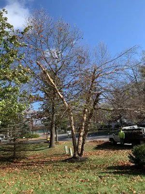 Burnell And Sons Landscaping & Tree Removal Logo