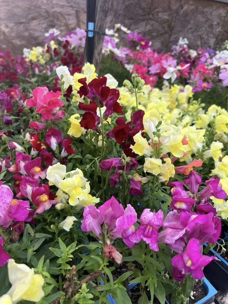 Custom yard cleanup service experts serving Dickson, TN - Burns Garden Center