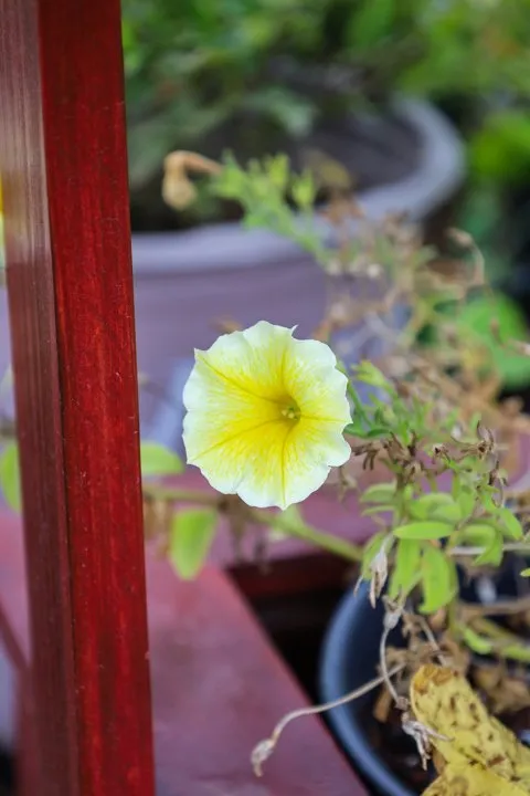 Local landscape design for beautiful yards in Dickson, TN by Burns Garden Center