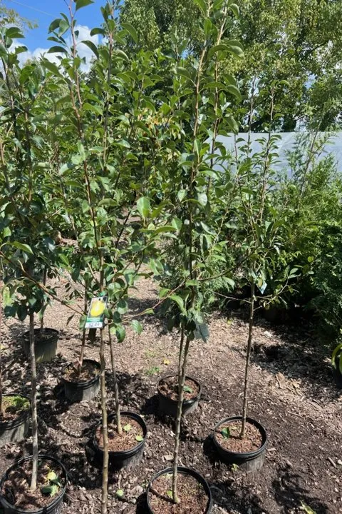 Professional yard cleanup service in Dickson, TN by Burns Garden Center