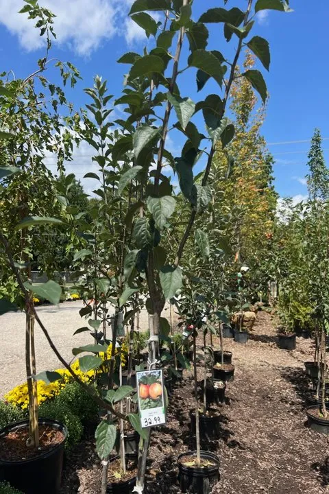 Trusted outdoor landscaping near you across Dickson, TN - Burns Garden Center