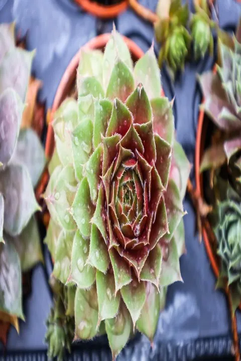 Custom landscape design in Dickson, TN - Burns Garden Center