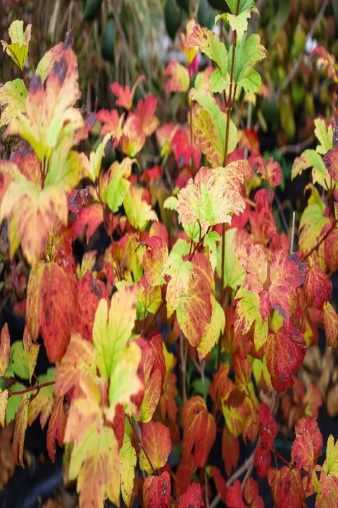 Top-rated outdoor landscaping for beautiful yards across Dickson, TN - Burns Garden Center