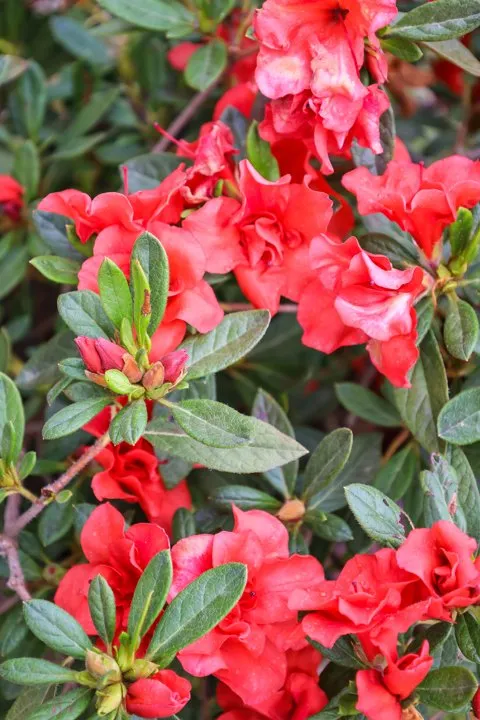 Reliable lawn mowing service in Dickson, TN by Burns Garden Center