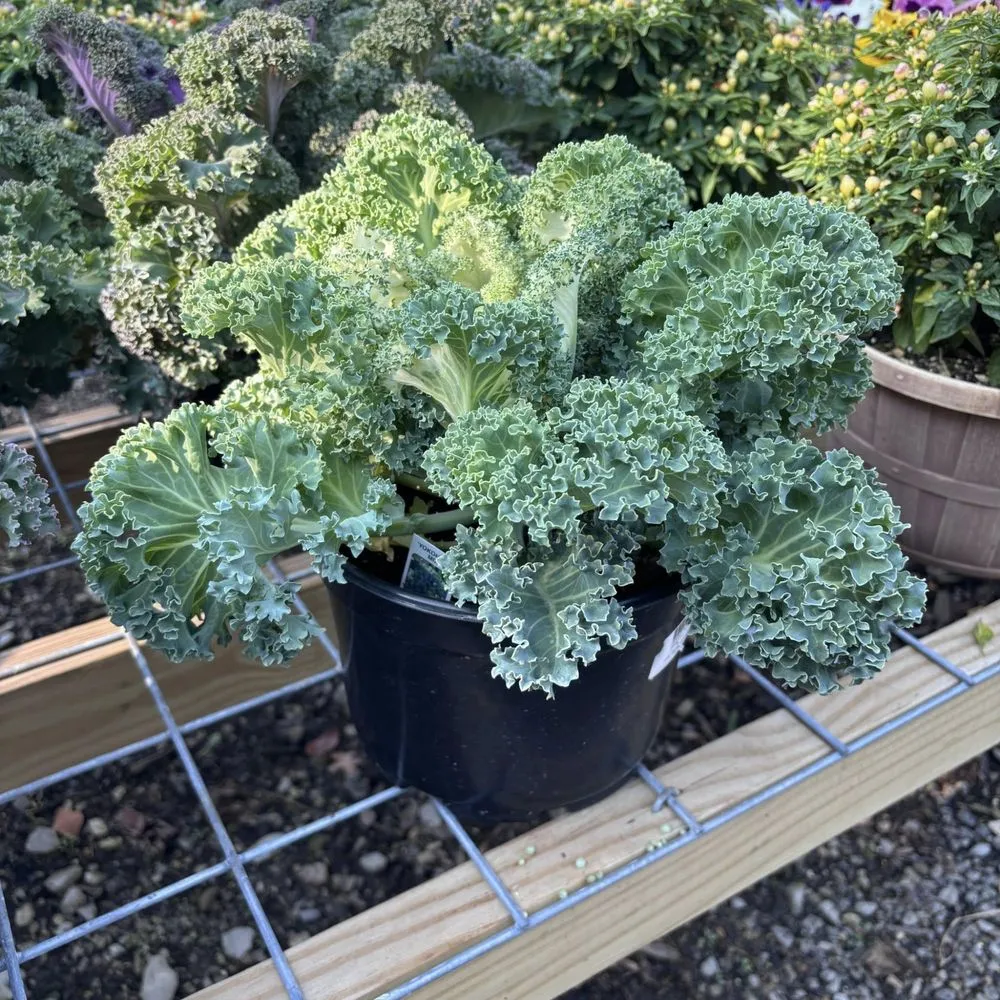 Expert outdoor landscaping in Dickson, TN - Burns Garden Center