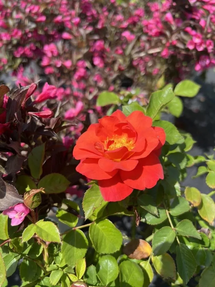 Affordable landscaping services for residential properties across Dickson, TN - Burns Garden Center