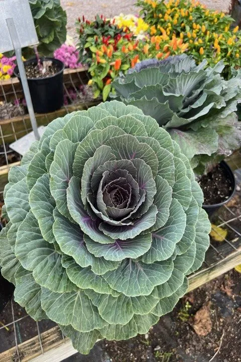 Reliable landscape design for outdoor upgrades in Dickson, TN by Burns Garden Center