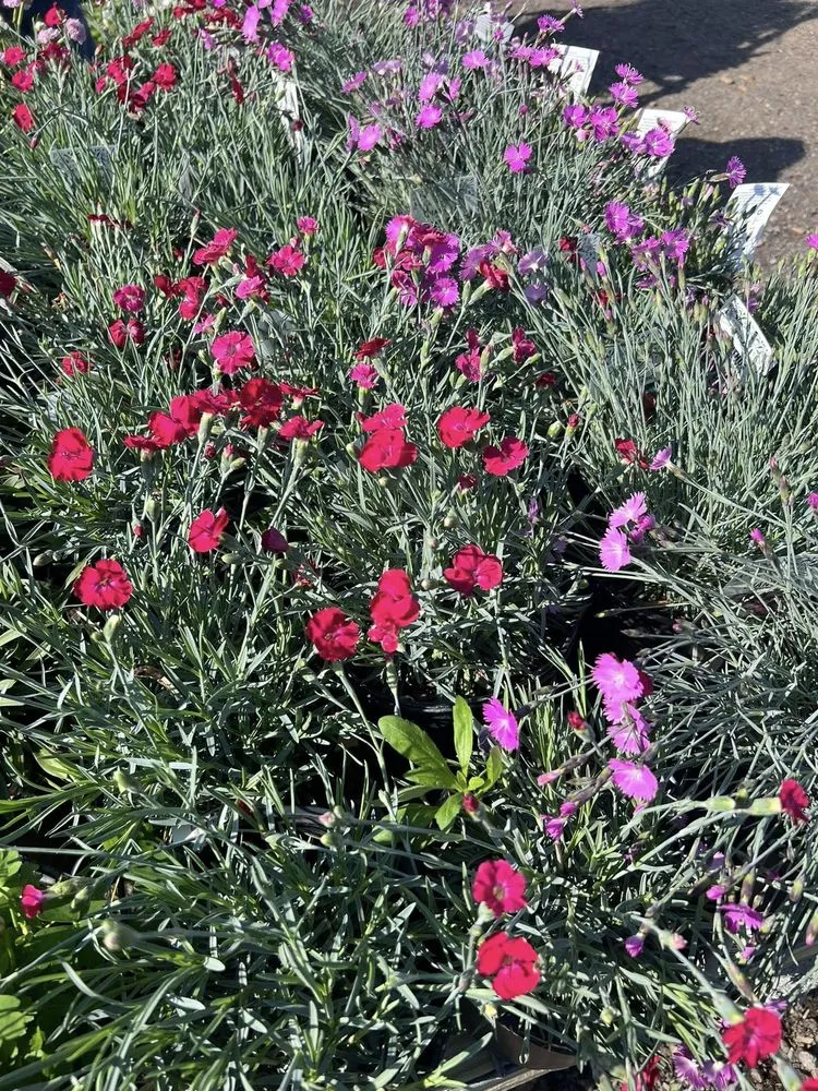 Top-rated garden landscaping experts serving Dickson, TN - Burns Garden Center