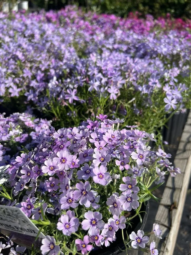 Top-rated landscaping services near you in Dickson, TN by Burns Garden Center