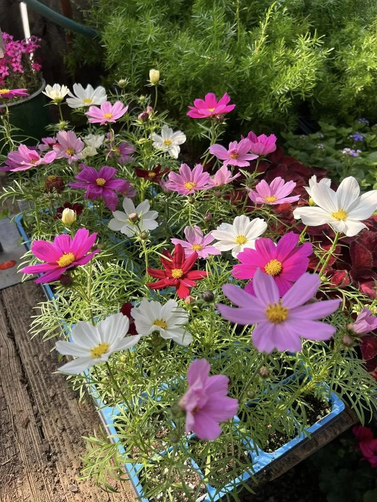 Top-rated yard cleanup service in Dickson, TN by Burns Garden Center