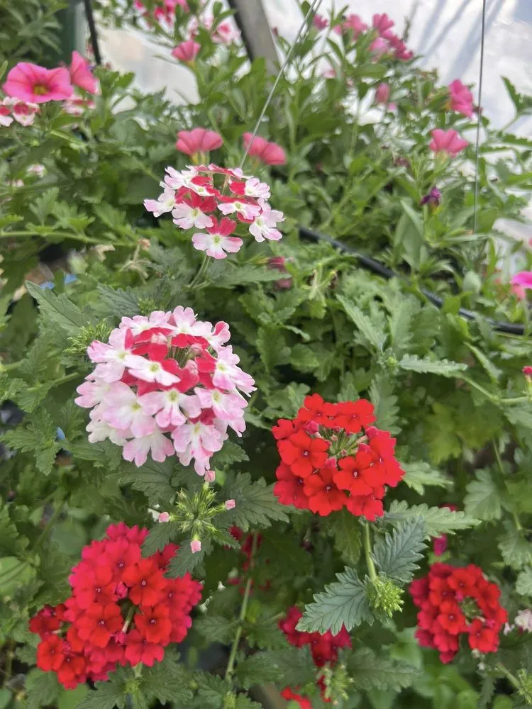 Local lawn care service in Dickson, TN by Burns Garden Center