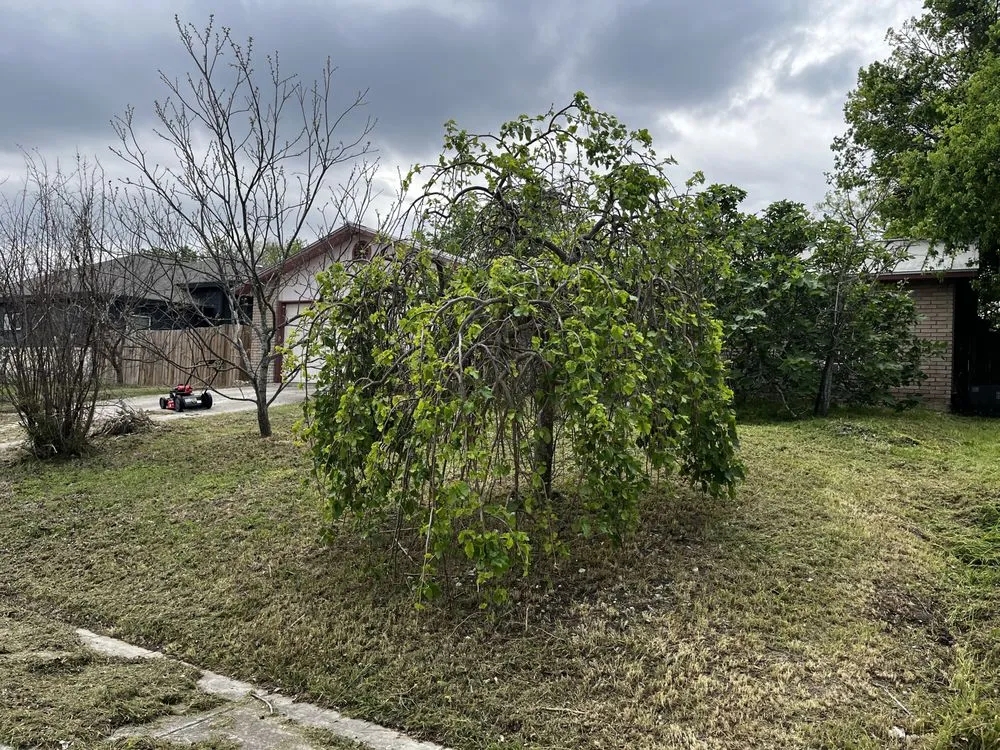 Top-rated yard maintenance in San Antonio, TX by Burns Lawn Services & Yard Restoration