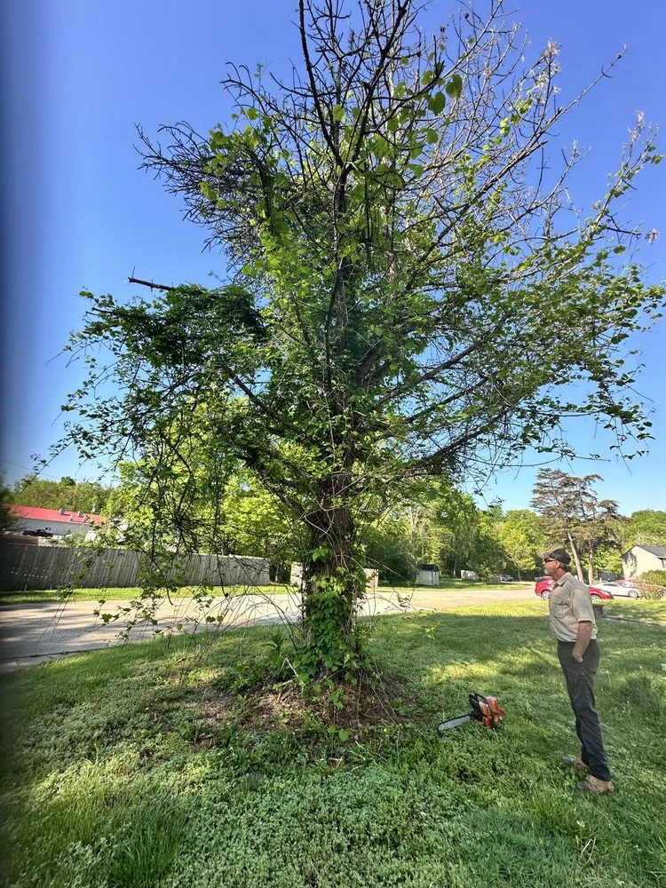 Expert landscape installation in McDermott, OH - Burns Tree Services