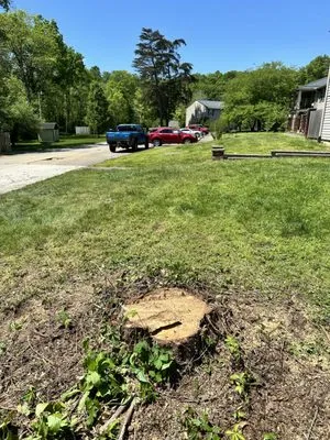 Burns Tree Services