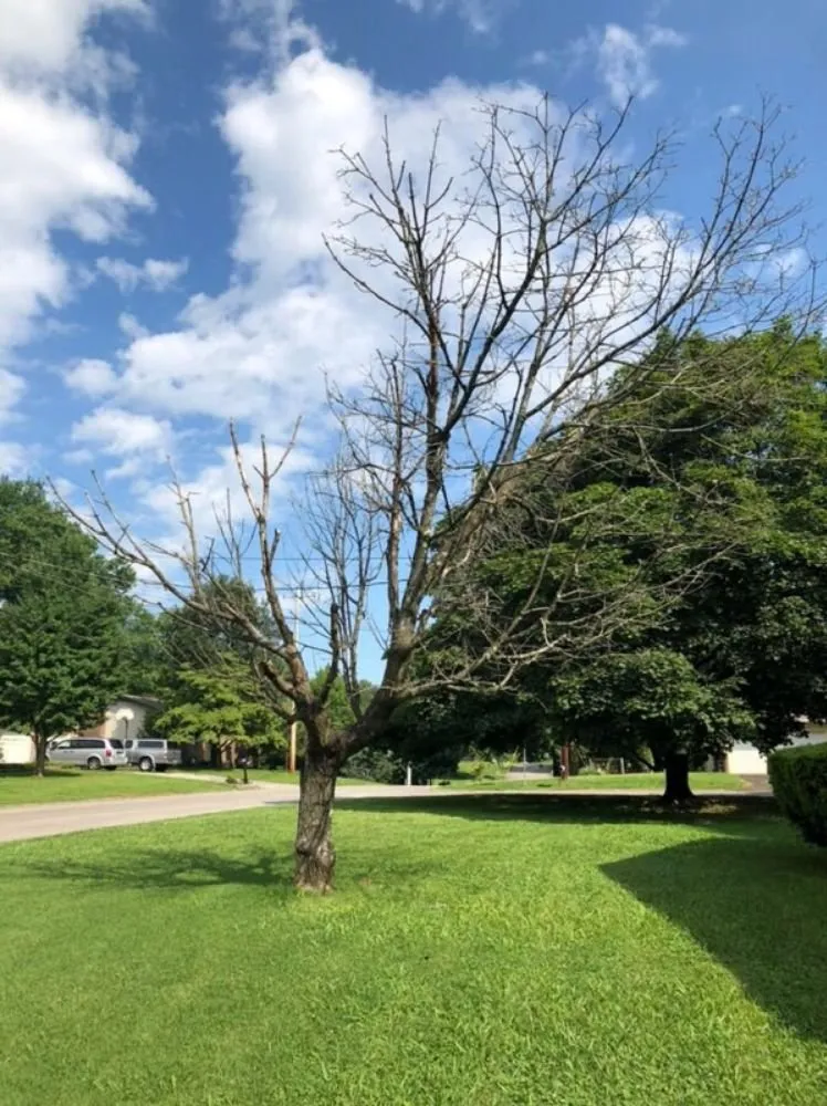 Professional landscaping services in Kingston, TN - Burress & Sons Tree Service & Landscaping