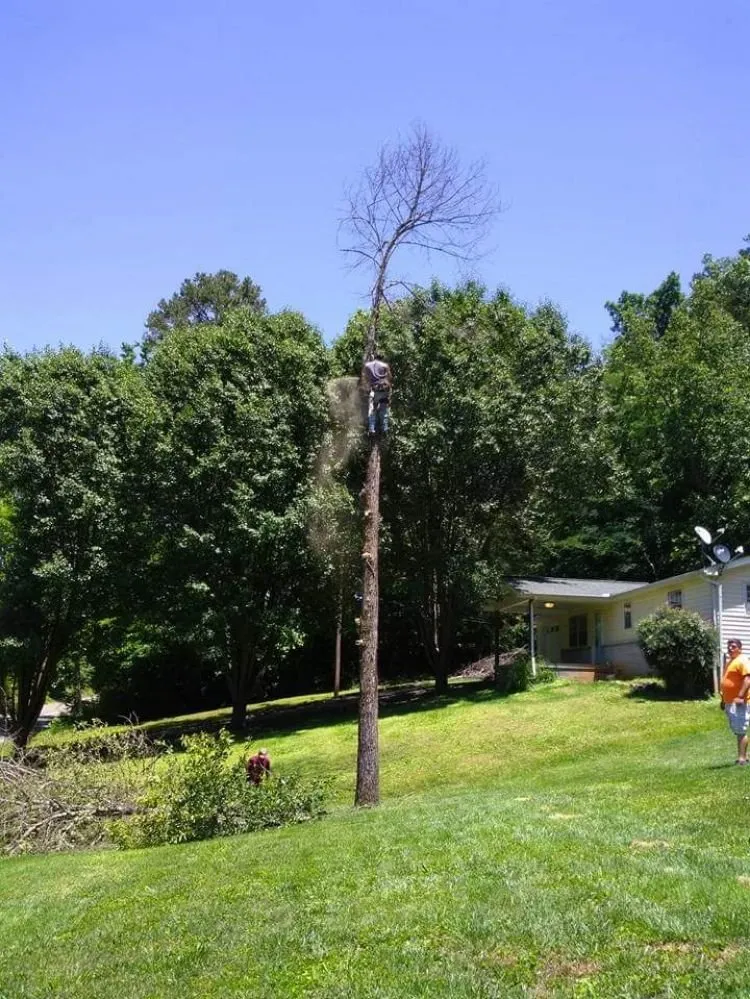 Top-rated outdoor landscaping in Kingston, TN - Burress & Sons Tree Service & Landscaping