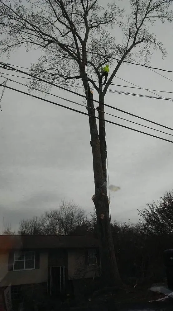 Trusted landscape design experts serving Kingston, TN - Burress & Sons Tree Service & Landscaping