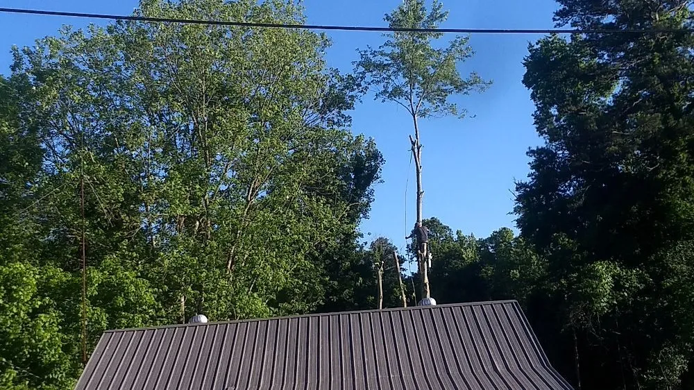 Reliable yard cleanup service in Kingston, TN - Burress & Sons Tree Service & Landscaping