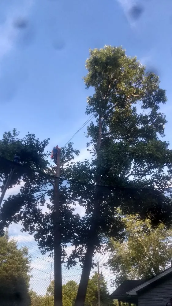 Expert yard maintenance for year-round maintenance in Kingston, TN by Burress & Sons Tree Service & Landscaping